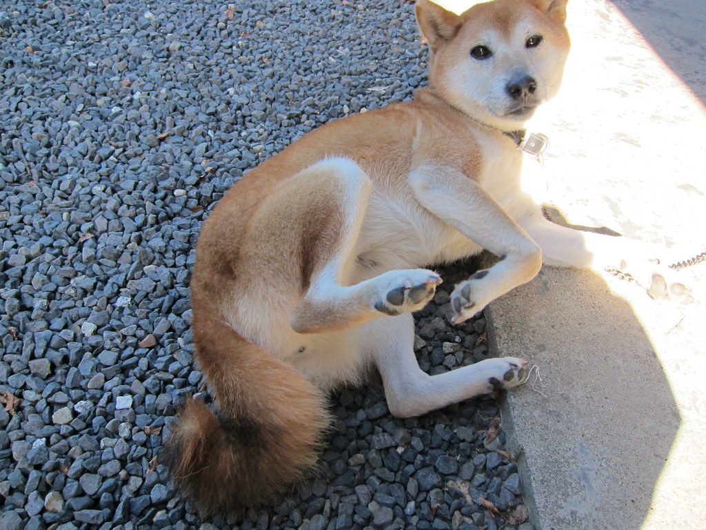 のんびりくつろぐ柴犬
