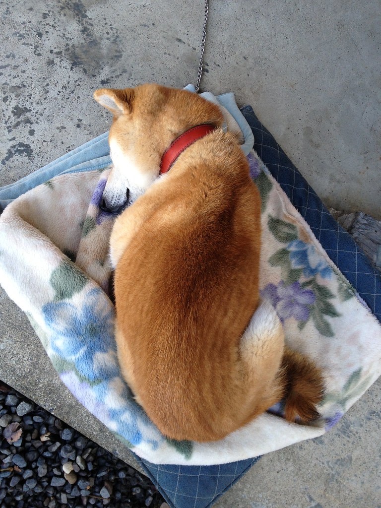 毛布で眠る柴犬 ひまわり