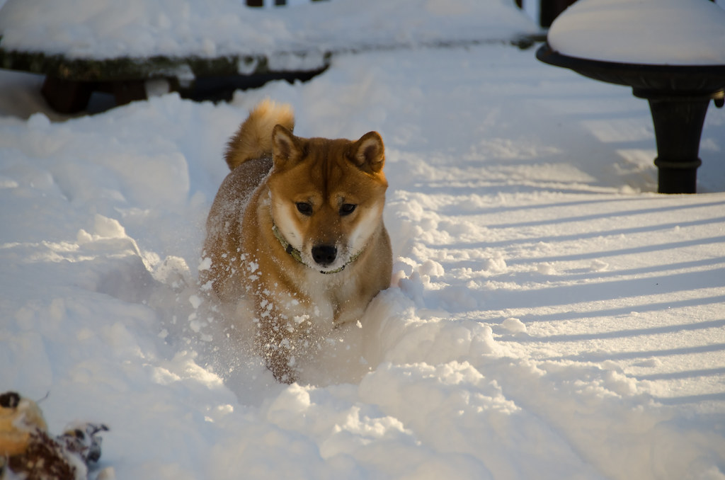雪の中を駆ける柴犬 ころ