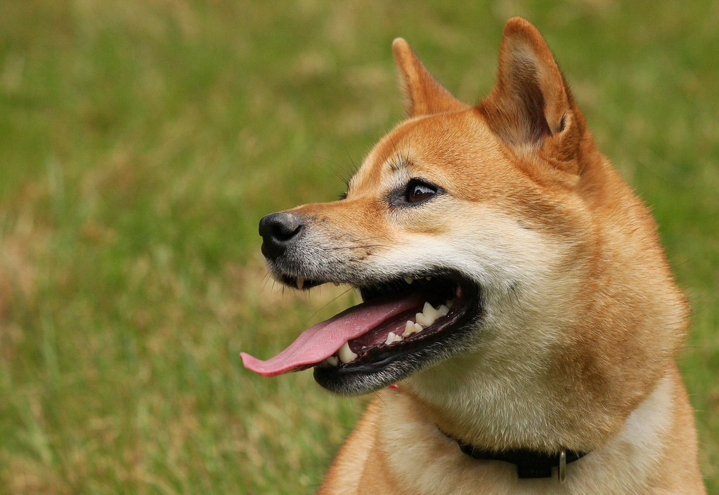 穏やかな表情の柴犬 だいふく
