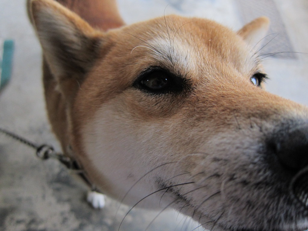 こちらを見つめる柴犬